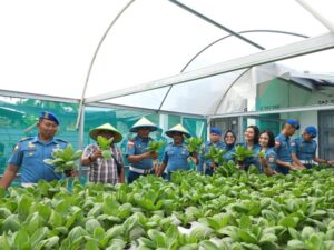 Dukung Program Ketahanan Pangan, Komandan Beserta Prajurit Lanal Bintan Laksanakan Panen Hasil Berkebun