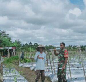 Melalui Kegiatan Komsos, Babinsa Koramil 1710-02/Timika Sertu Wali Terus Motivasi Petani Di Wilayah Binaan