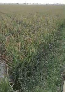 Desa Mulya Jaya Gagal Panen Diserang Hama Tikus Seluas 250 Hektar Sawah Ludes Dimakan Tikus