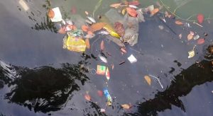 Ikan Banyak Mati di Waduk Cincin, Diduga Adanya Pencemaran Limbah   