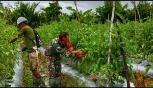 Babinsa Mapurujaya Dampingi Petani Merawat Tanaman Tomat